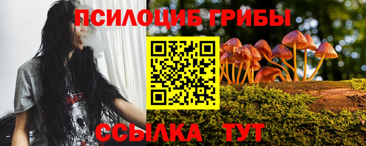 Псилоцибиновые грибы Psilocybe Майкоп